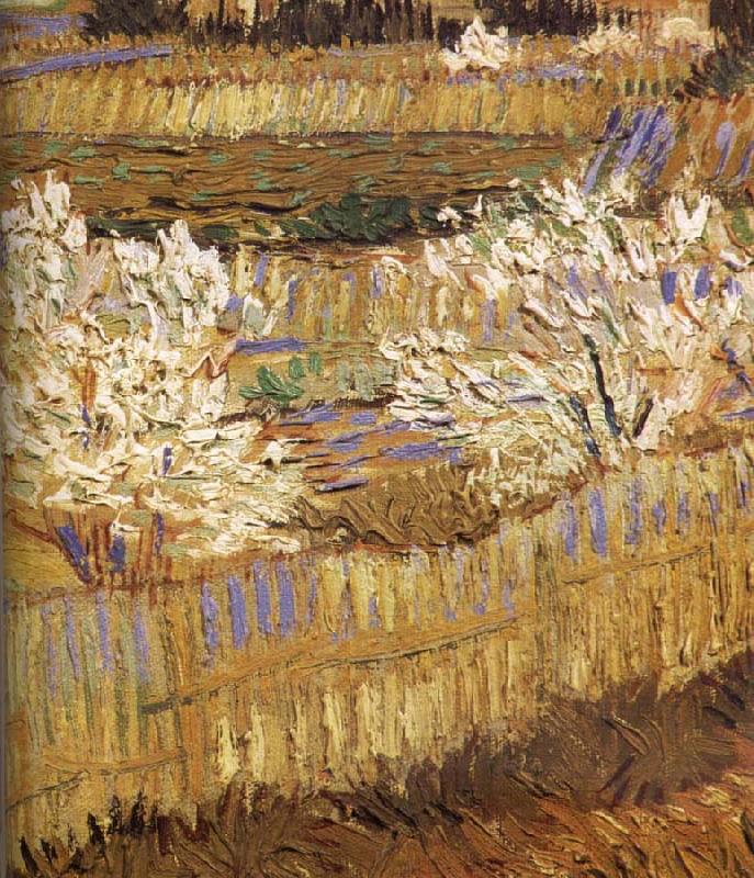 Vincent Van Gogh Detail of blooming peach oil painting image